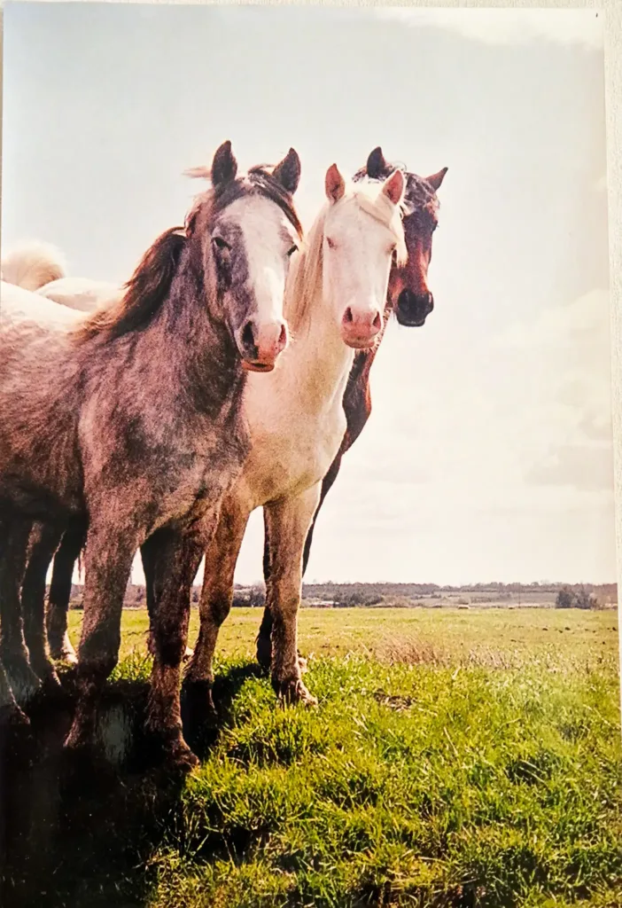 Photo gagnante représentant trois chevaux dans une prairie